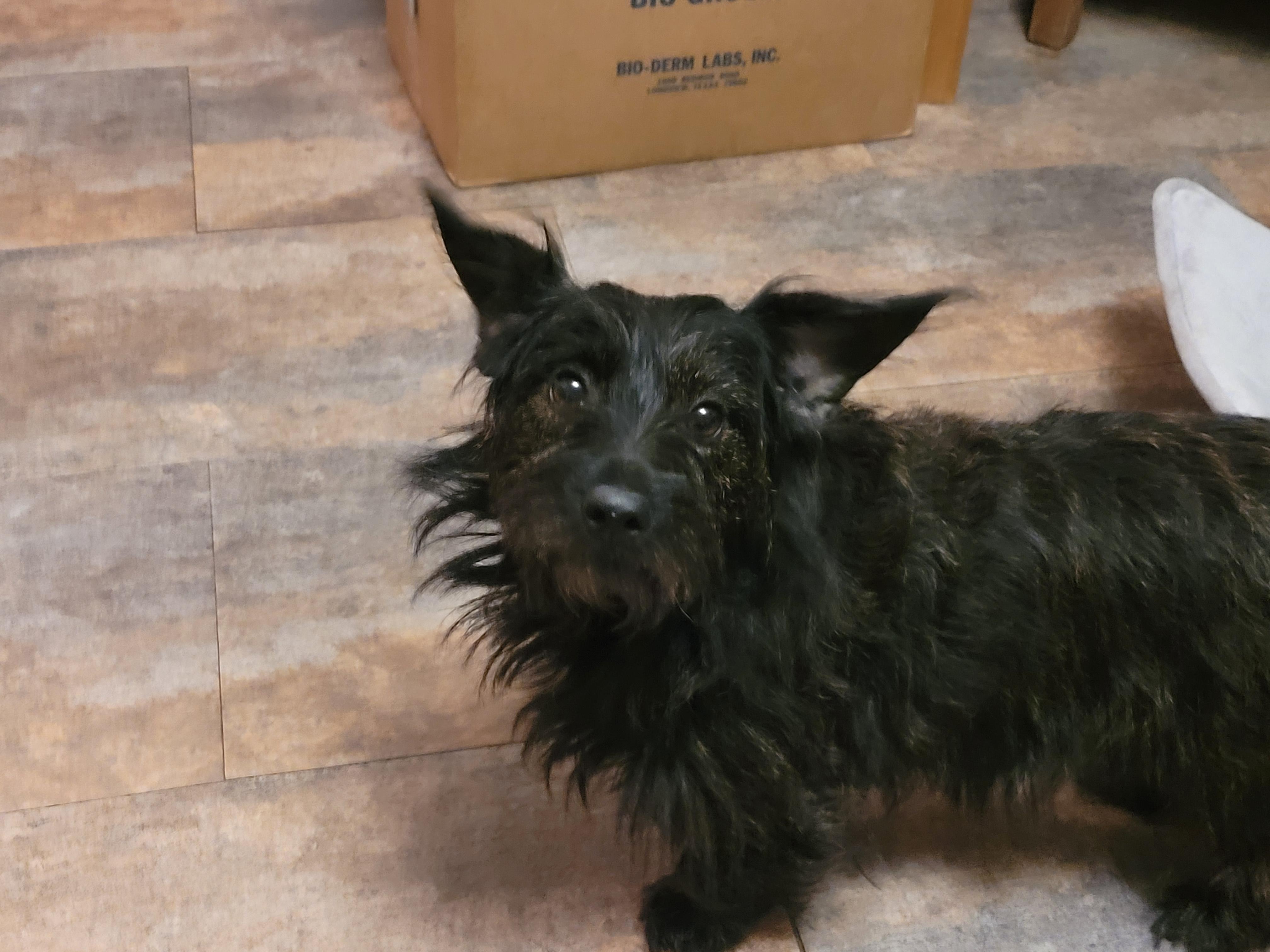 Jackie & Jill, a ADOPTABLE mixed breed in Lacombe, AB image 4/5