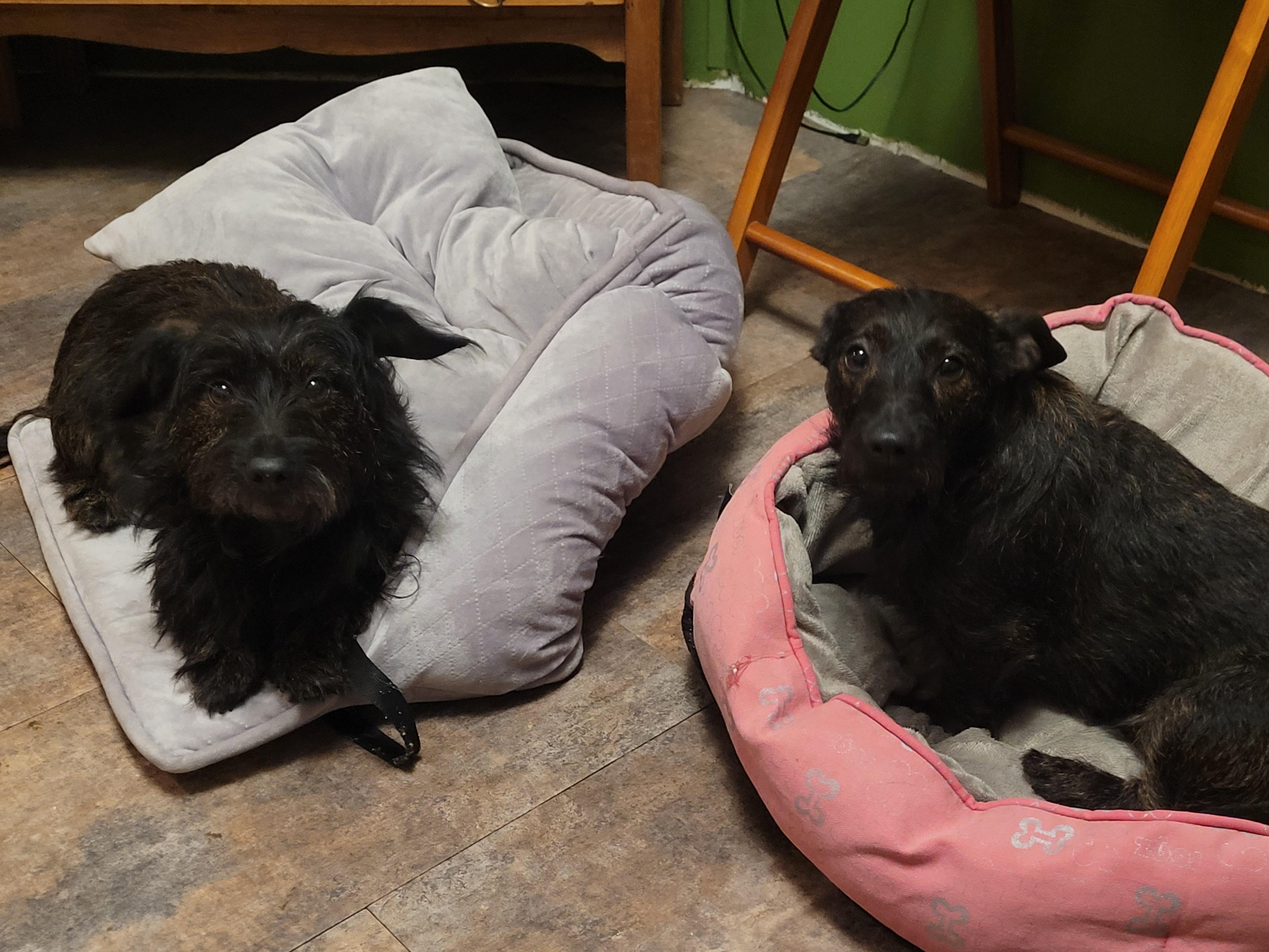 Jackie & Jill, a ADOPTABLE mixed breed in Lacombe, AB image 2/5