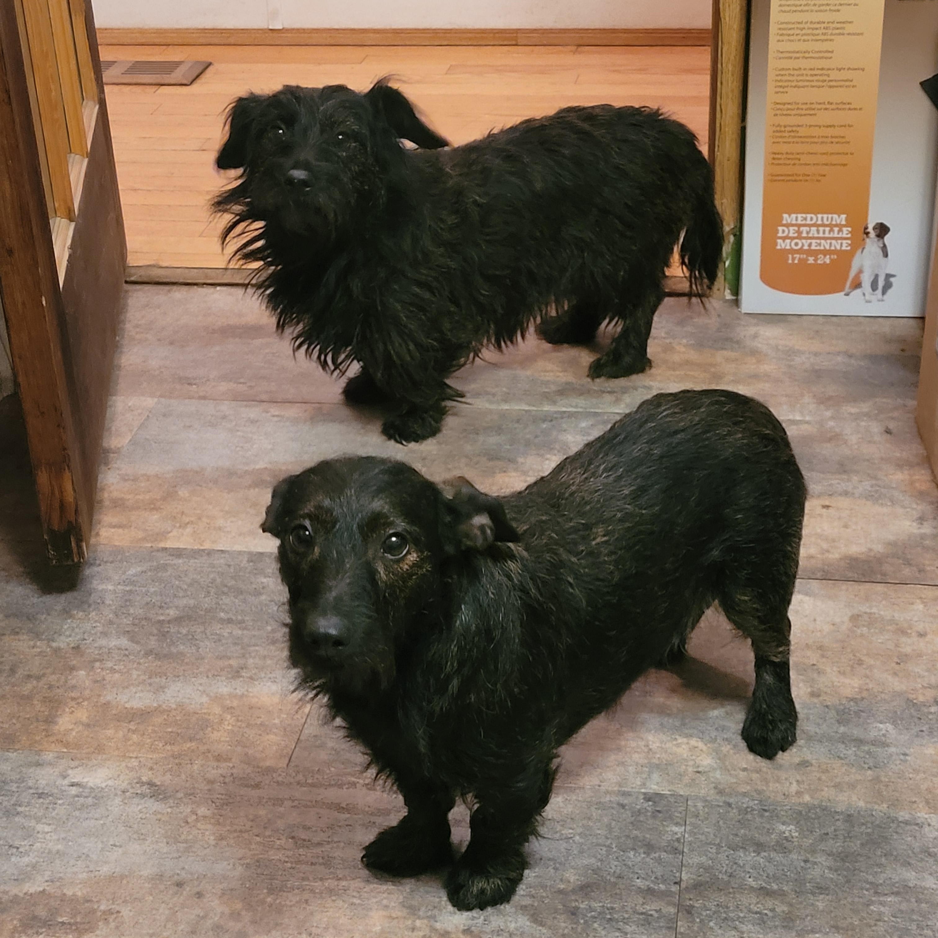 Jackie & Jill, a ADOPTABLE mixed breed in Lacombe, AB image 3/5