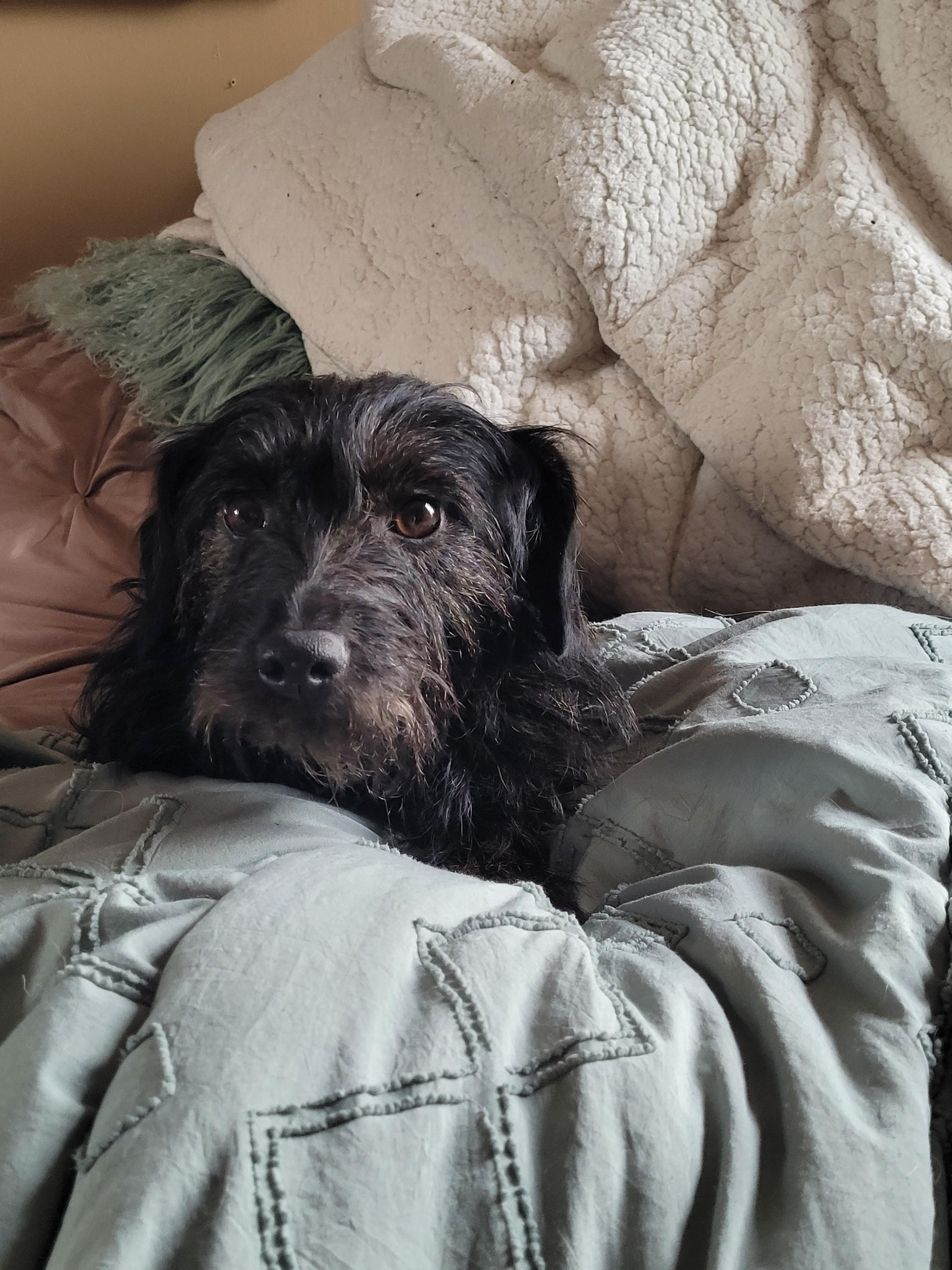 Enlarge Jackie & Jill, a other mixed breed in Lacombe, AB image 5/6