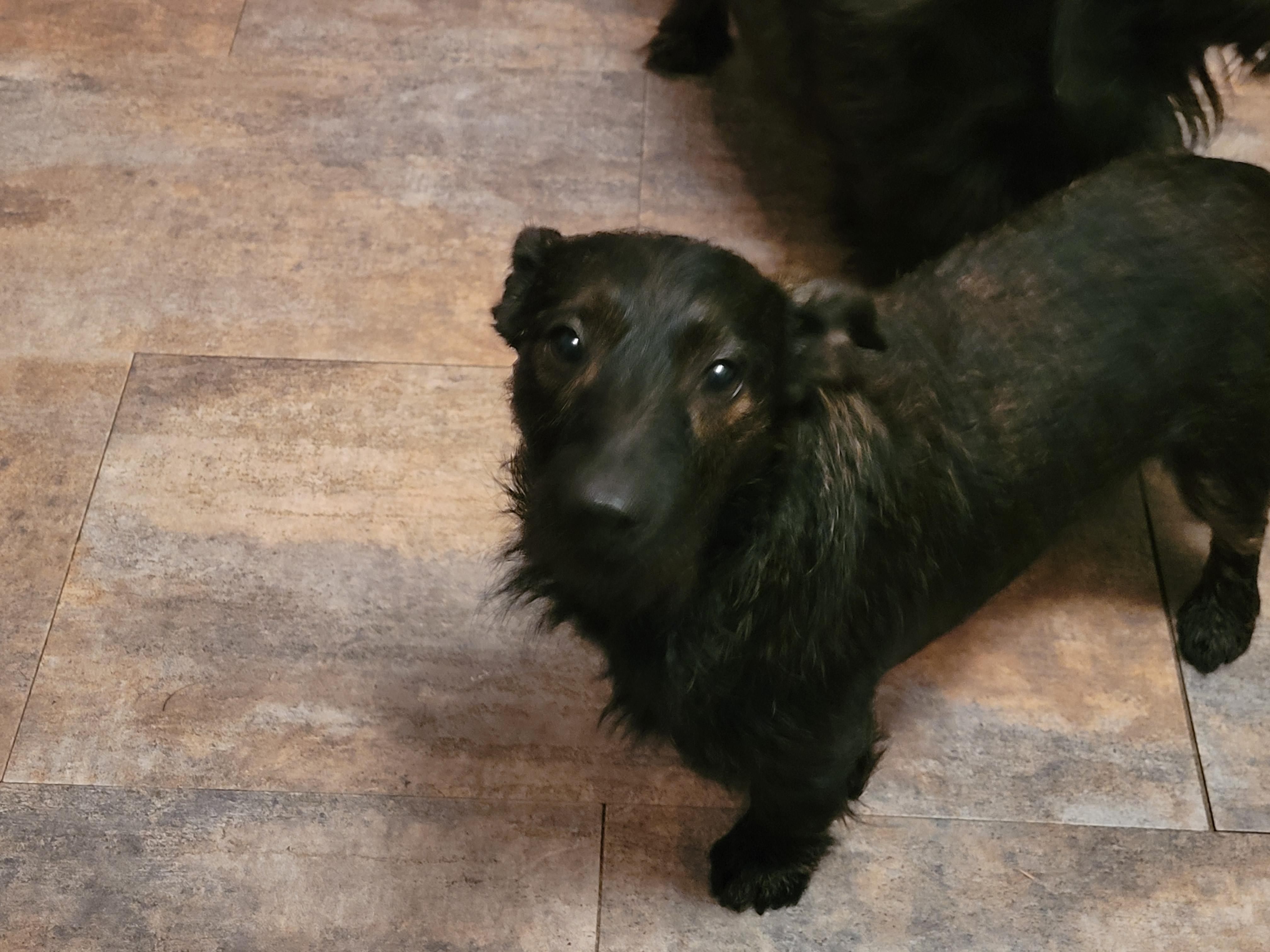 Jackie & Jill, a ADOPTABLE mixed breed in Lacombe, AB image 5/5