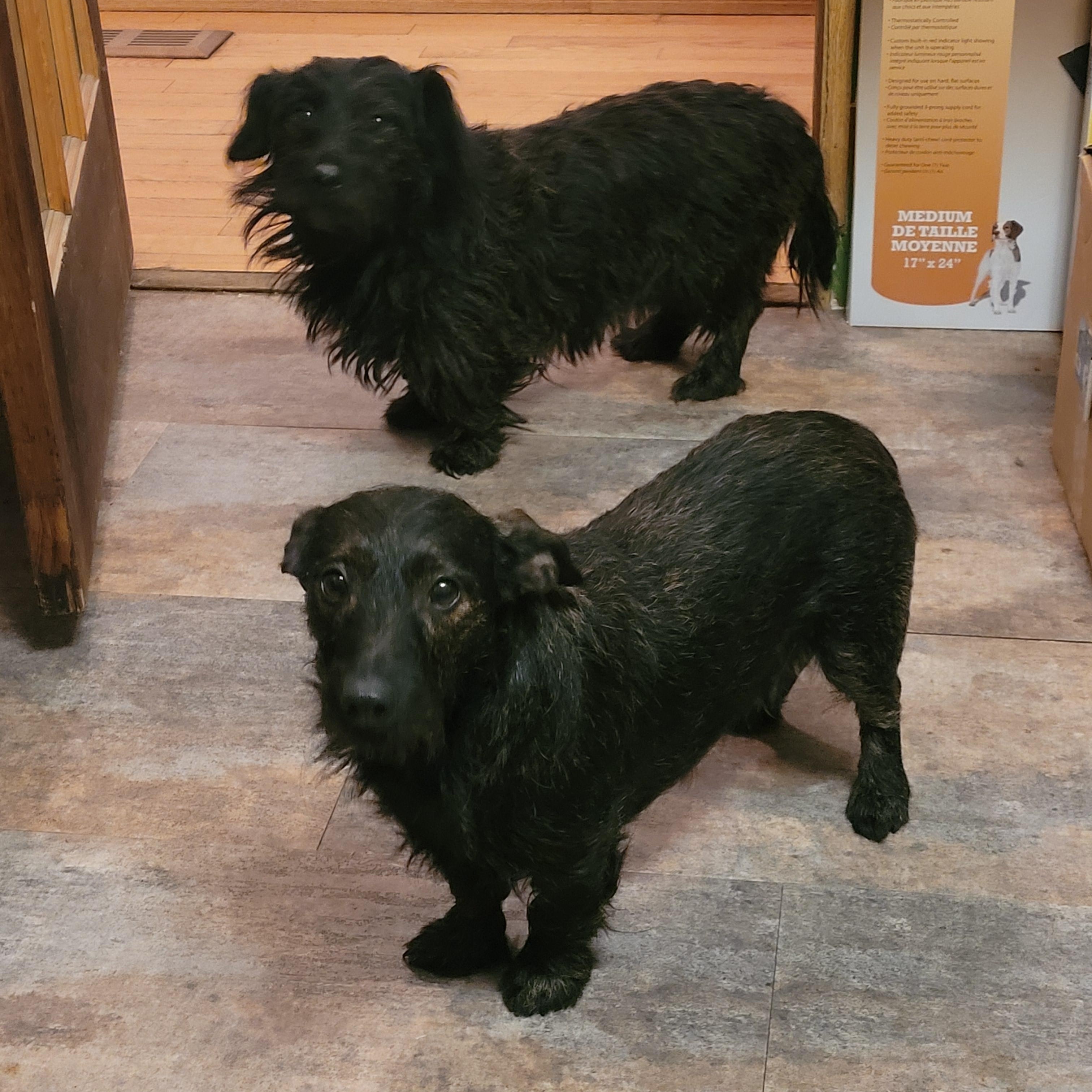 Jackie & Jill, ADOPTABLE, Young Female Dachshund.