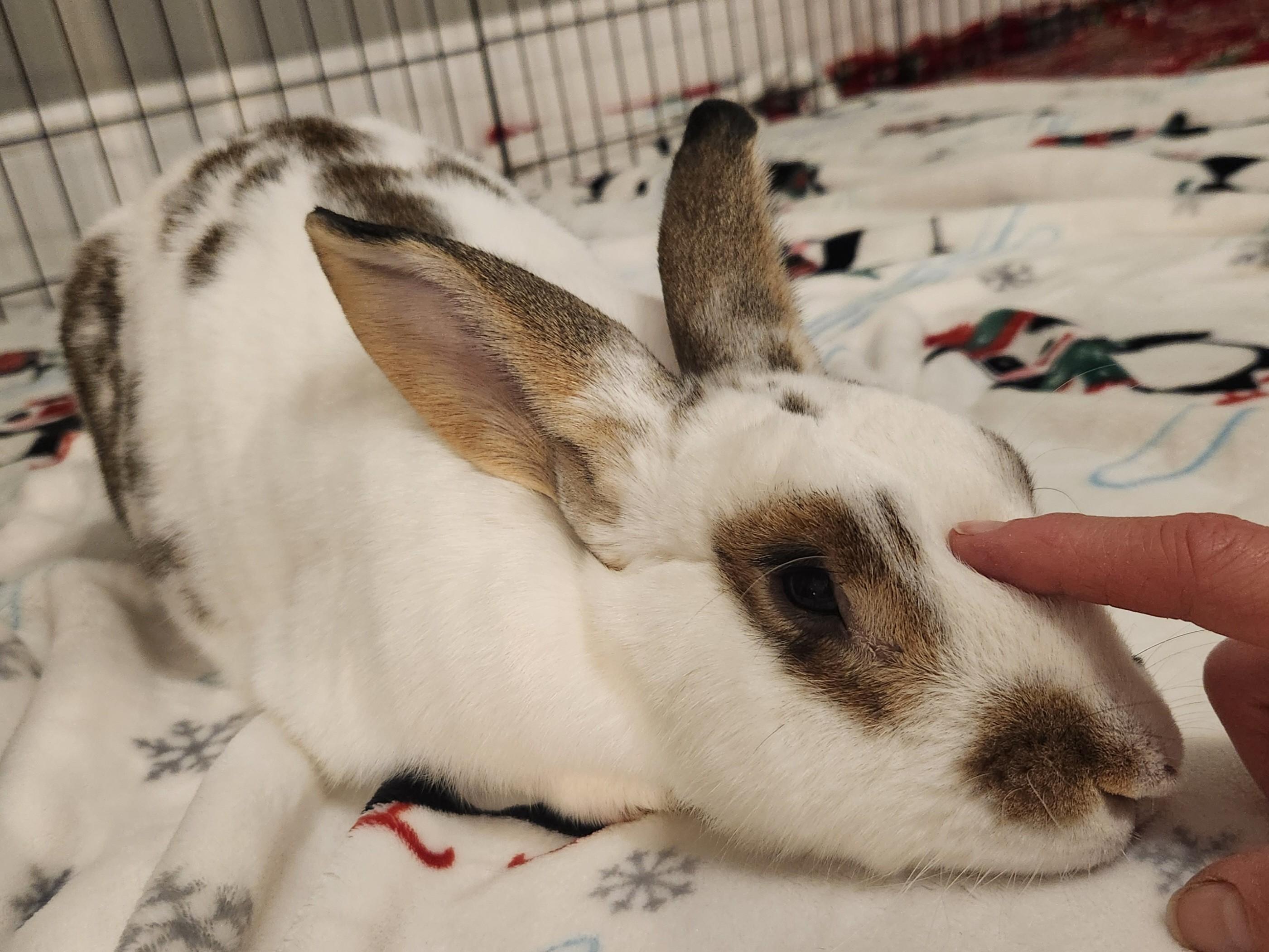 Enlarge Bunny Bun Buns, an adopted mixed breed in Columbia, MD image 4/6
