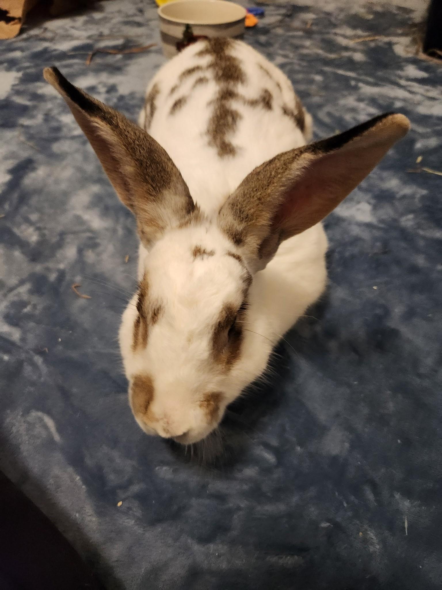 Enlarge Bunny Bun Buns, an adopted mixed breed in Columbia, MD image 1/6