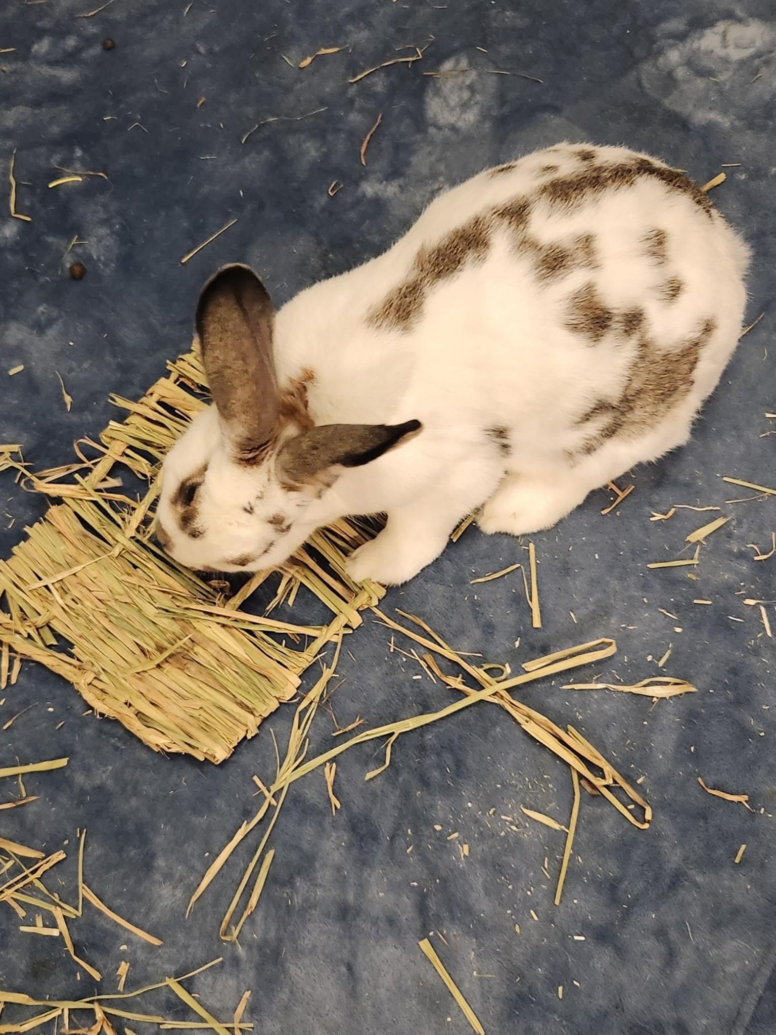 Enlarge Bunny Bun Buns, an adopted mixed breed in Columbia, MD image 6/6