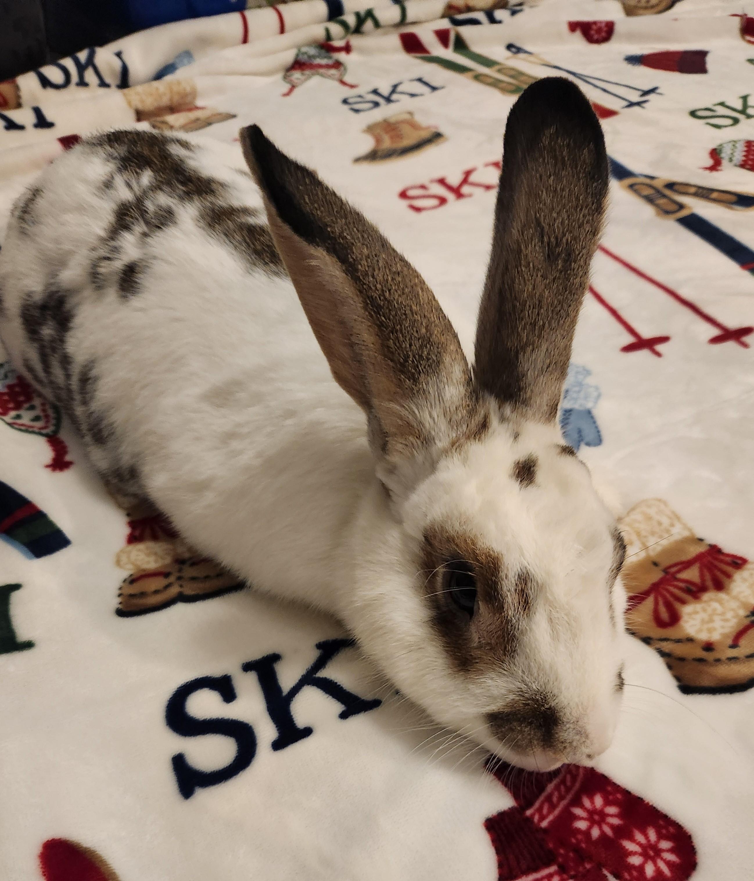 Enlarge Bunny Bun Buns, an adopted mixed breed in Columbia, MD image 2/6