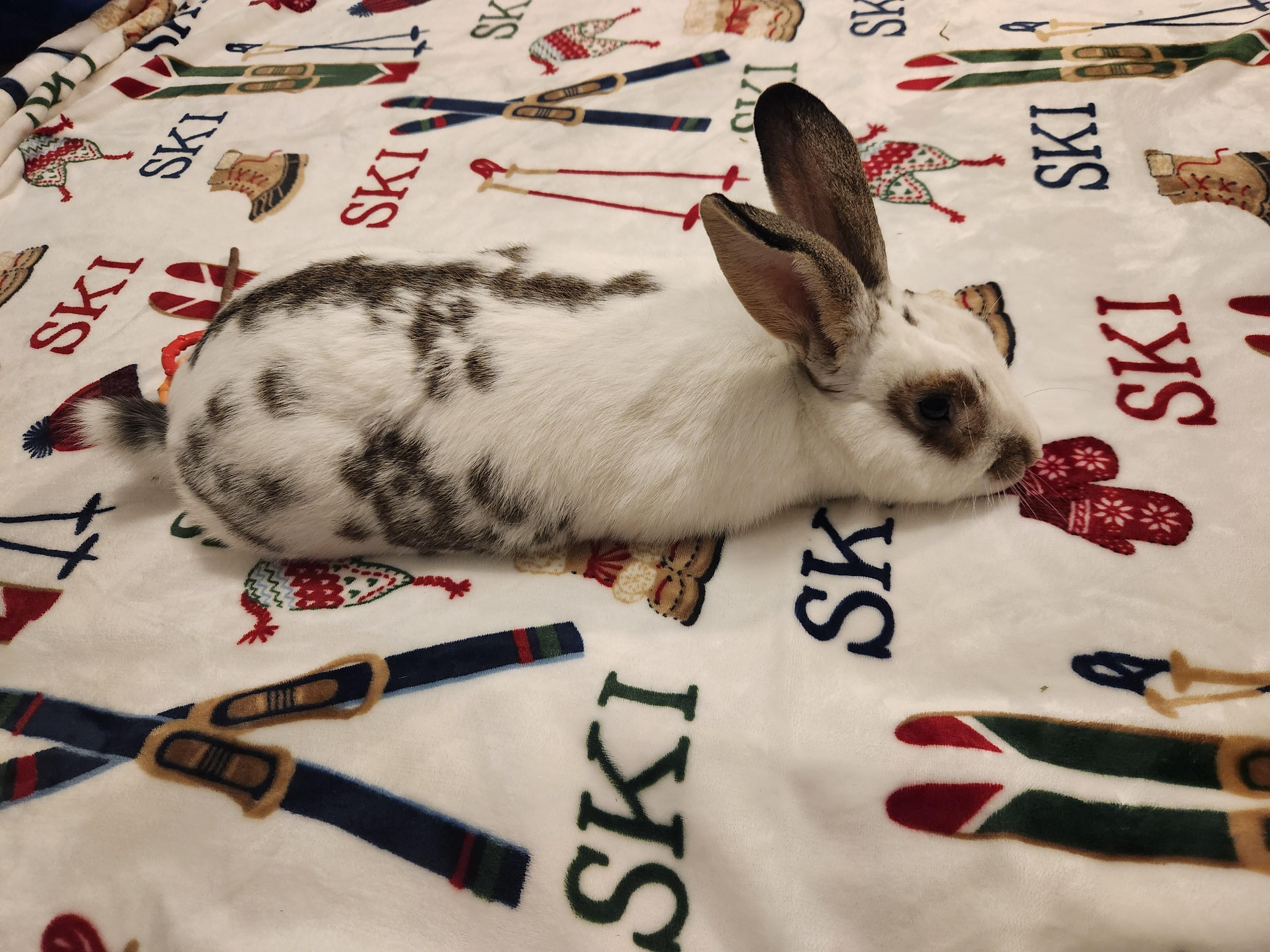 Enlarge Bunny Bun Buns, an adopted mixed breed in Columbia, MD image 5/6