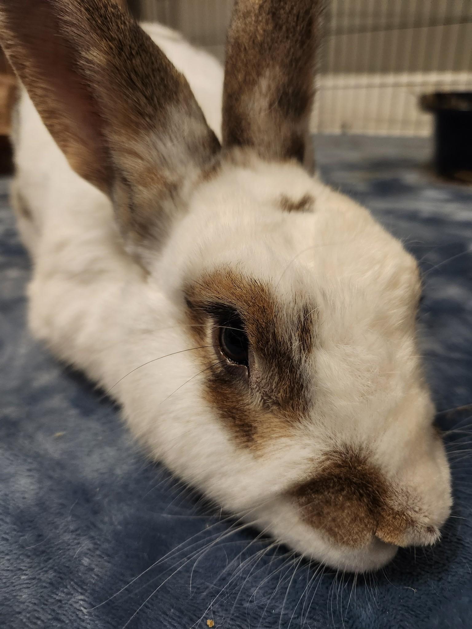 Enlarge Bunny Bun Buns, an adopted mixed breed in Columbia, MD image 3/6