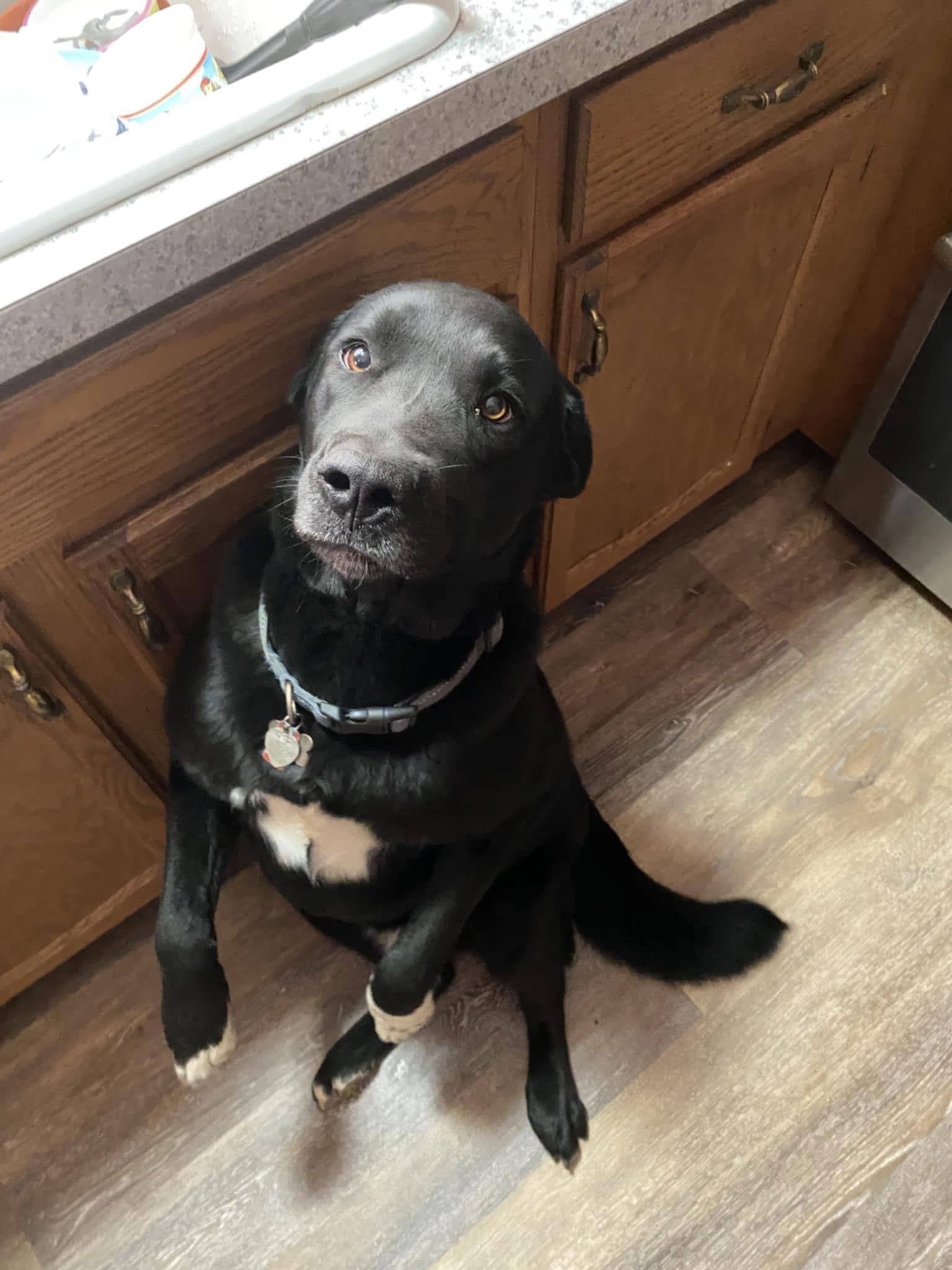 Buddy, a Adopted mixed breed in Pottstown, PA image 1/3