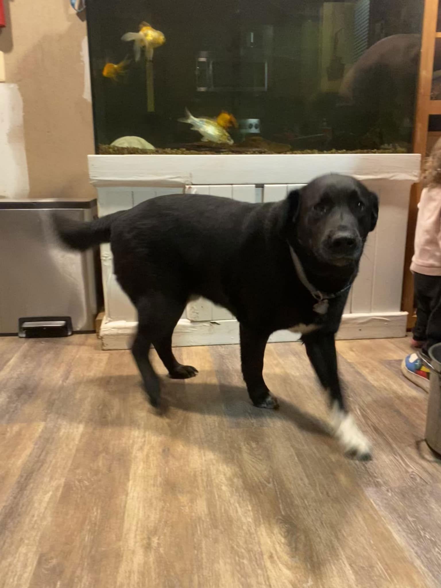 Buddy, a Adopted mixed breed in Pottstown, PA image 2/3