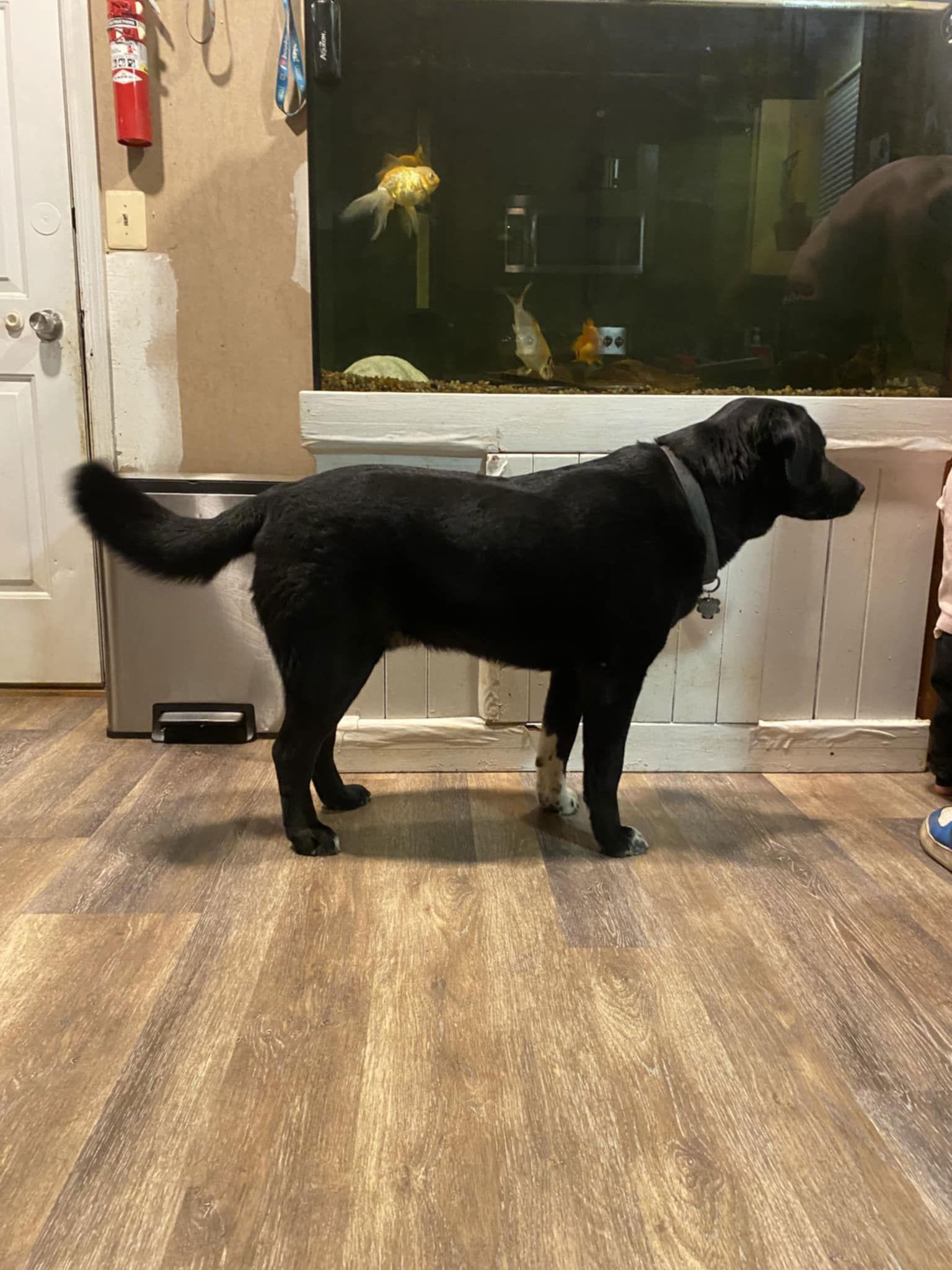 Buddy, Adopted, Adult Male Labrador Retriever & Norwegian Elkhound.