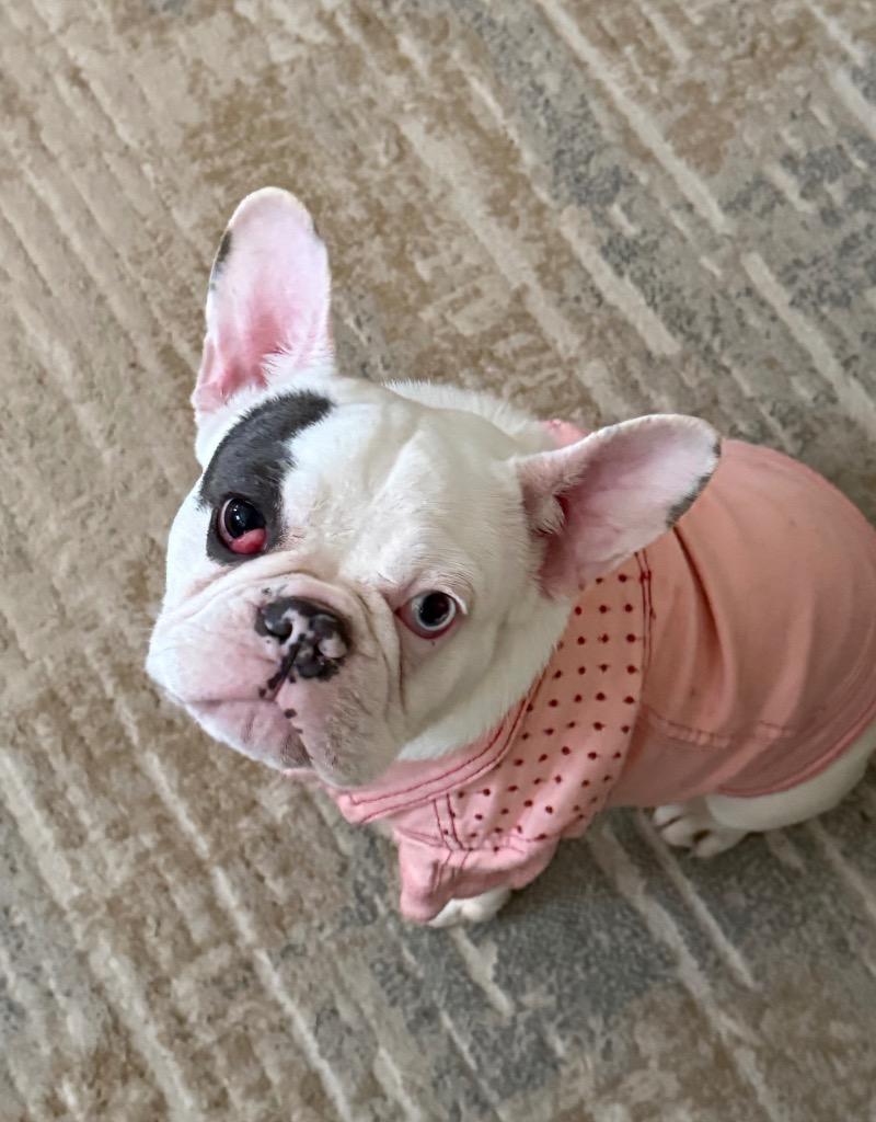 Mayhem, Adoptable, Young Female French Bulldog.
