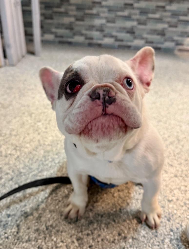Mayhem, Adoptable, Young Female French Bulldog.