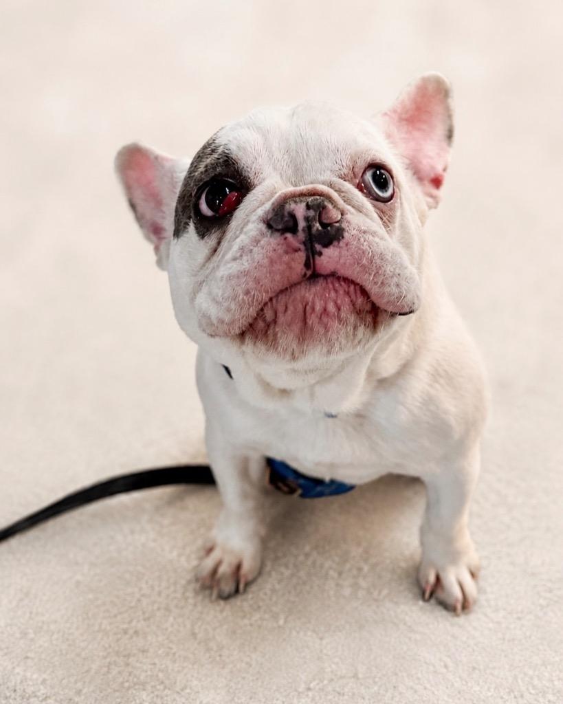 Enlarge Mayhem, a Adoptable French Bulldog in Reno, NV image 3/3