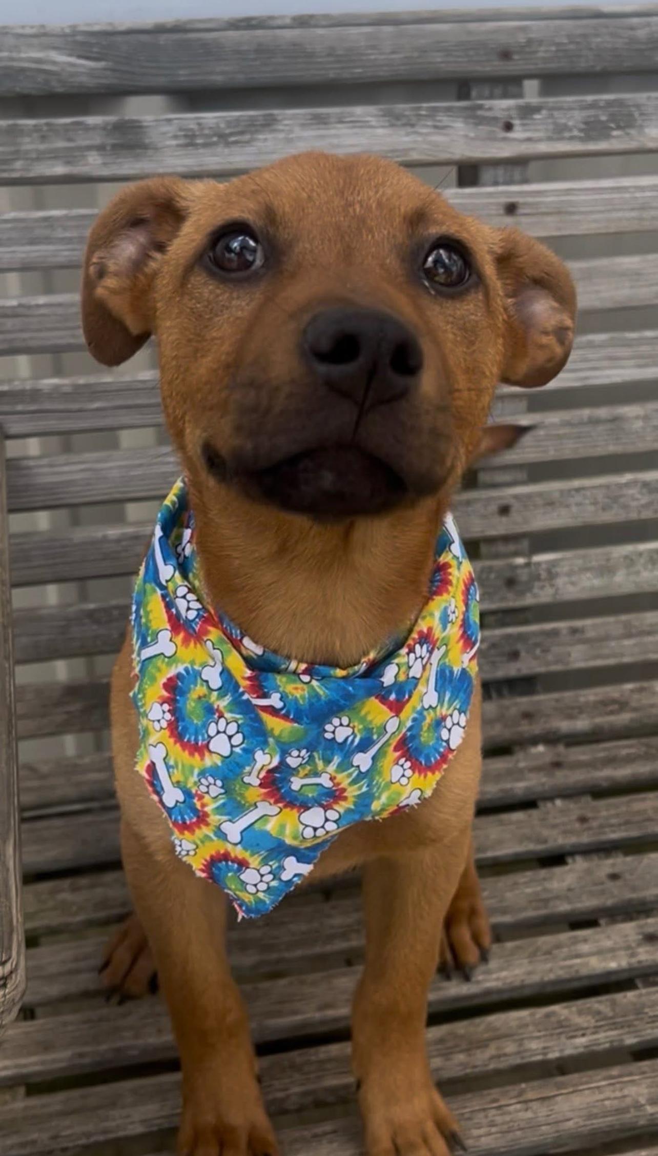 Nathan, Adoptable, Young Male Labrador Retriever.
