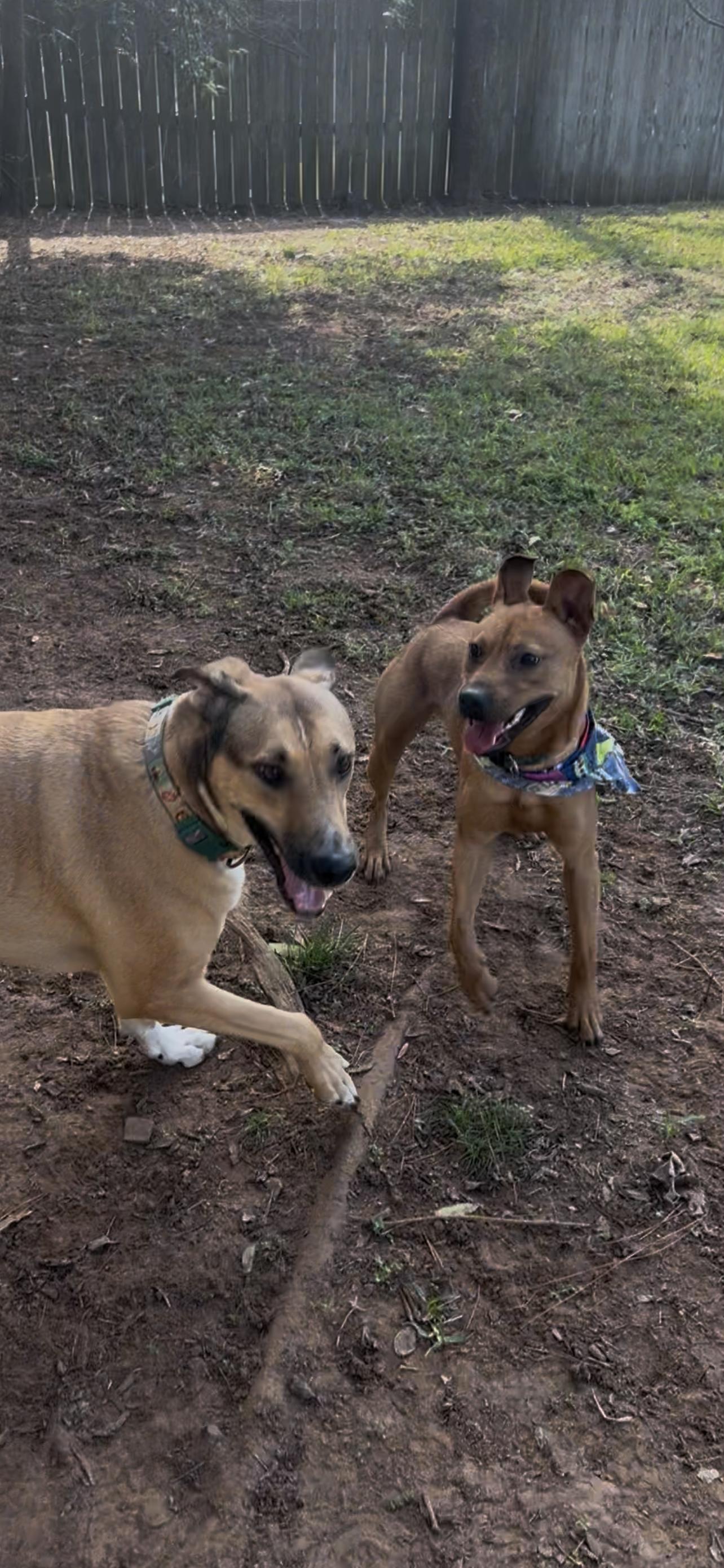 Enlarge Nathan, a Adoptable mixed breed in Tyler, TX image 3/6