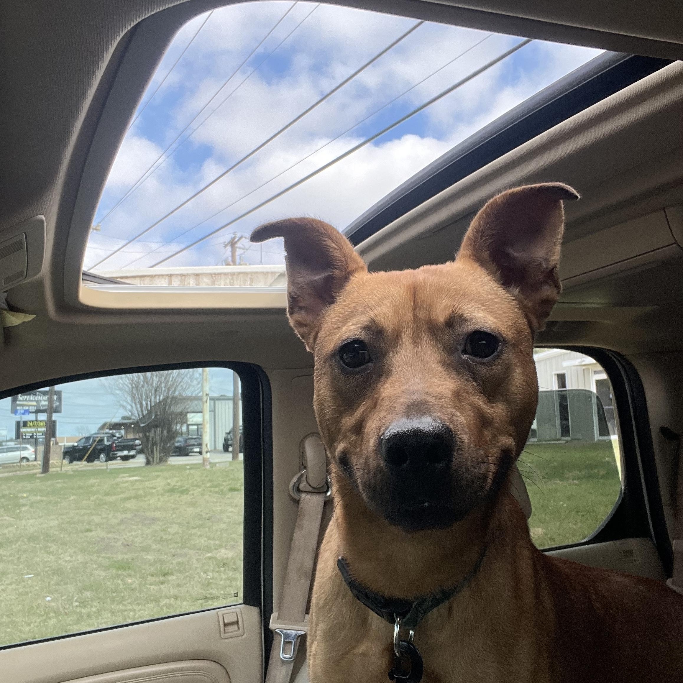 Enlarge Nathan, a Adoptable mixed breed in Tyler, TX image 6/6