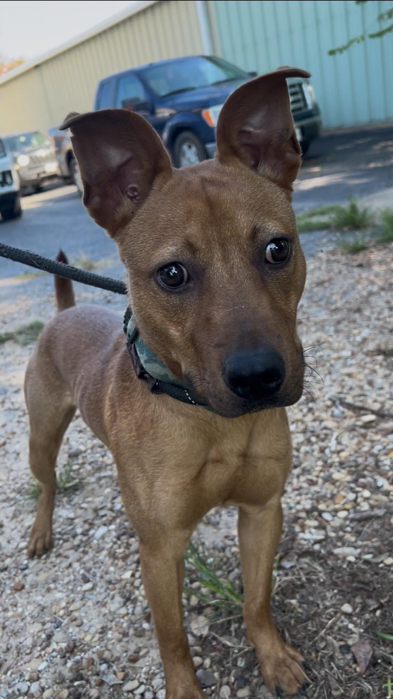 Enlarge Nathan, a Adoptable Labrador Retriever in Tyler, TX image 2/2