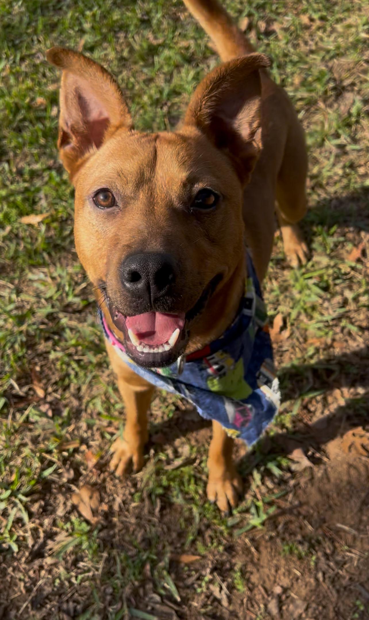 Enlarge Nathan, a Adoptable mixed breed in Tyler, TX image 5/6