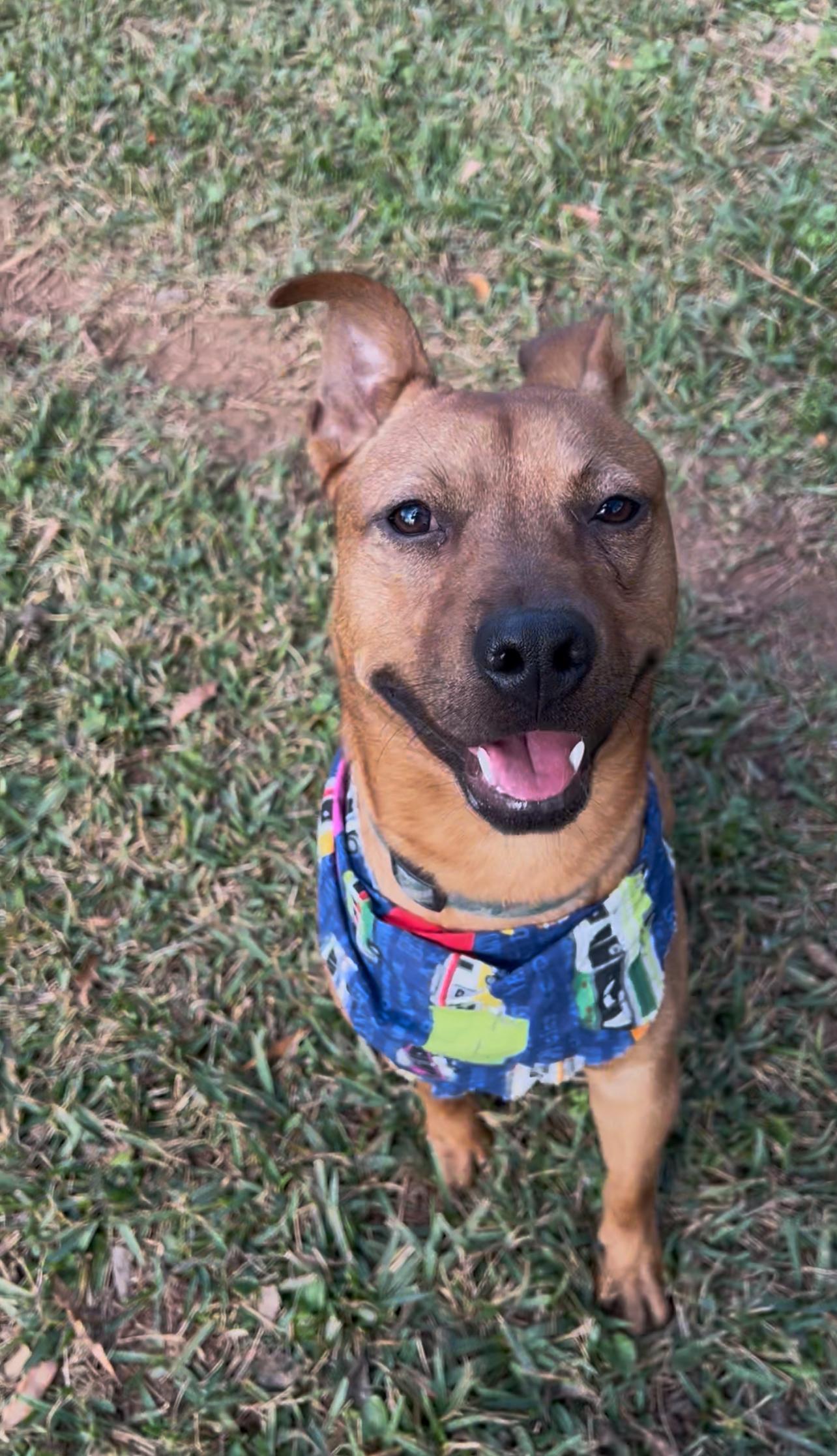 Nathan, Adoptable, Young Male Labrador Retriever.