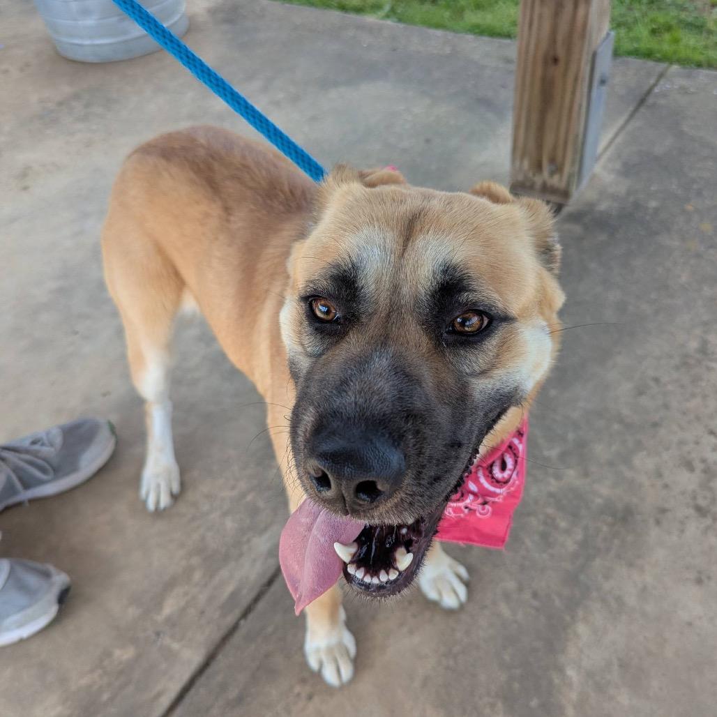 Rainbow Dash, Adoptable, Adult Female Mixed Breed.