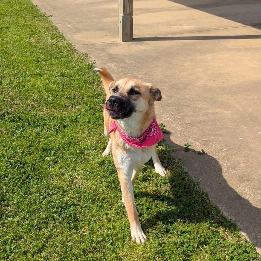 Enlarge Rainbow Dash, a Adoptable Mixed Breed in Columbiana, AL image 2/6