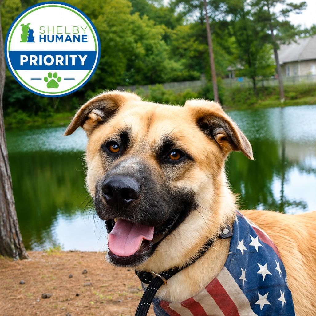 Rainbow Dash *AVAILABLE IN FOSTER*, a Adoptable Mixed Breed in Columbiana, AL image 2/6