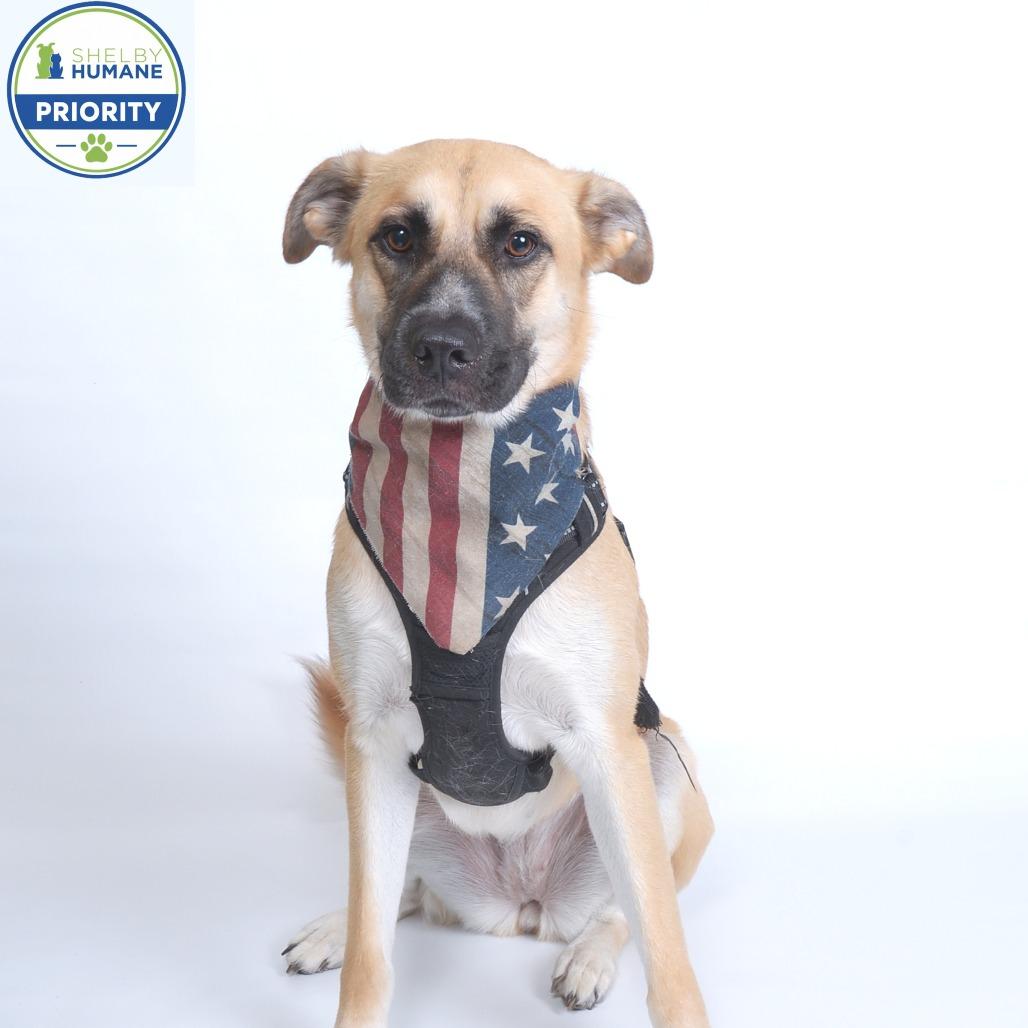 Enlarge Rainbow Dash *AVAILABLE IN FOSTER*, a Adoptable Mixed Breed in Columbiana, AL image 2/5