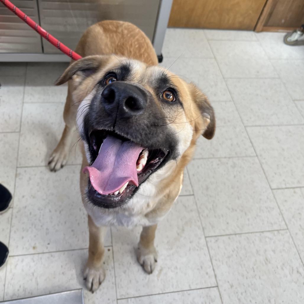 Enlarge Rainbow Dash, a Adoptable Mixed Breed in Columbiana, AL image 3/6