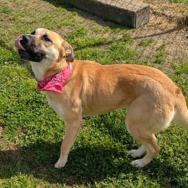 Enlarge Rainbow Dash, a Adoptable Mixed Breed in Columbiana, AL image 4/6