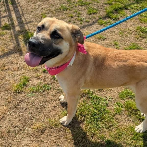 Enlarge Rainbow Dash, a Adoptable Mixed Breed in Columbiana, AL image 5/6