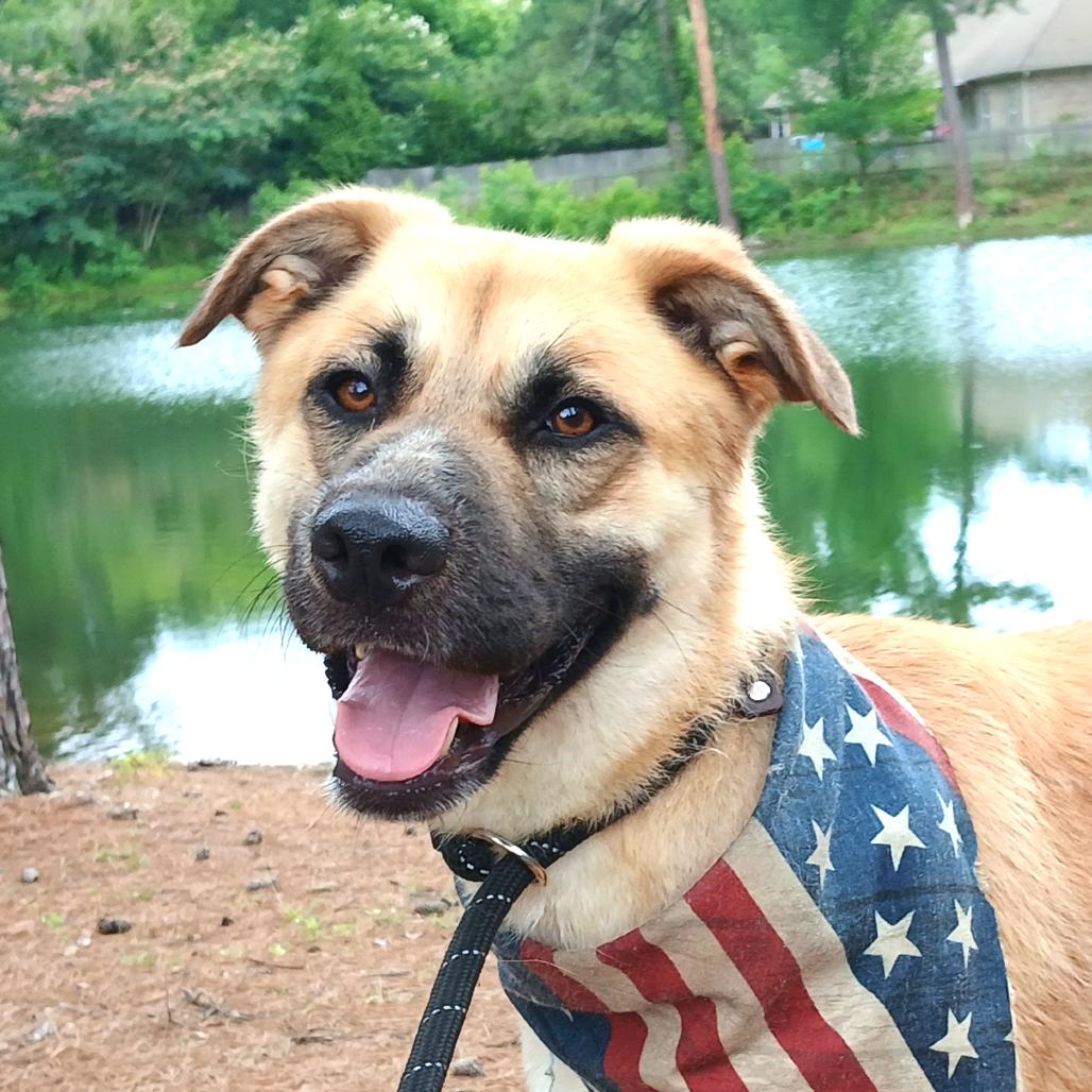Rainbow Dash *AVAILABLE IN FOSTER*, a Adoptable Mixed Breed in Columbiana, AL image 5/6