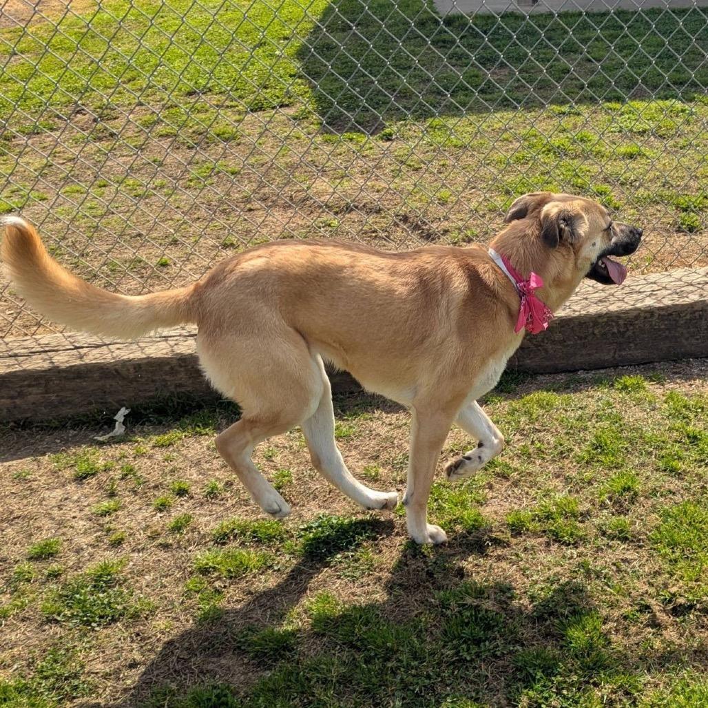 Enlarge Rainbow Dash, a Adoptable Mixed Breed in Columbiana, AL image 6/6