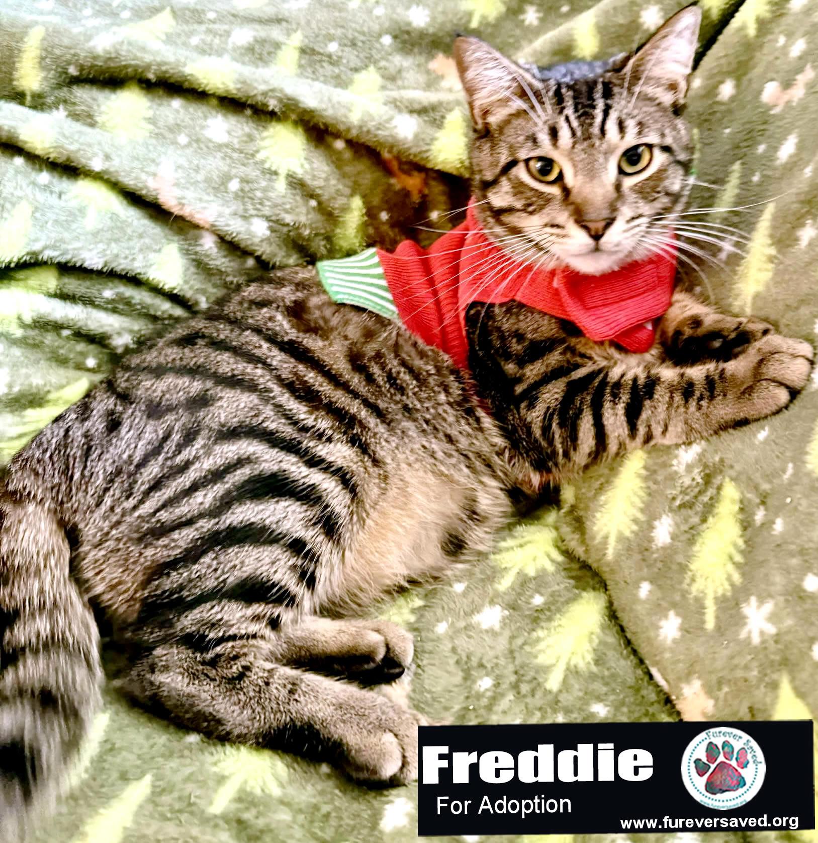 Freddie 4