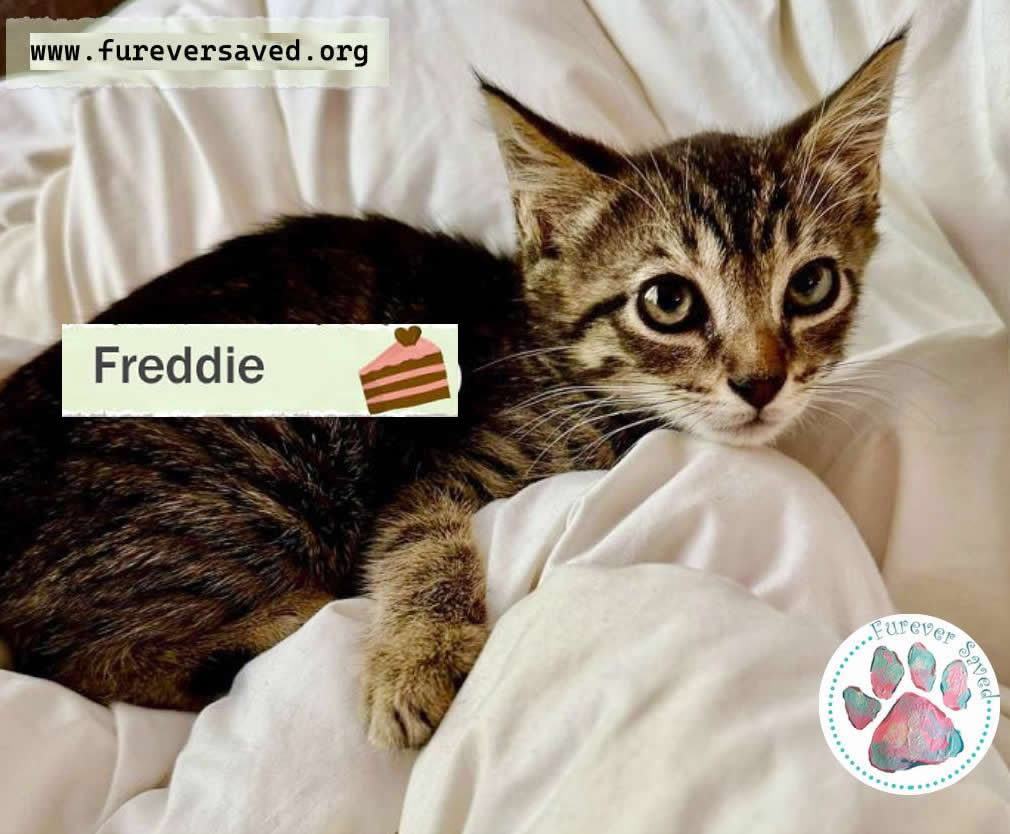 Freddie 5