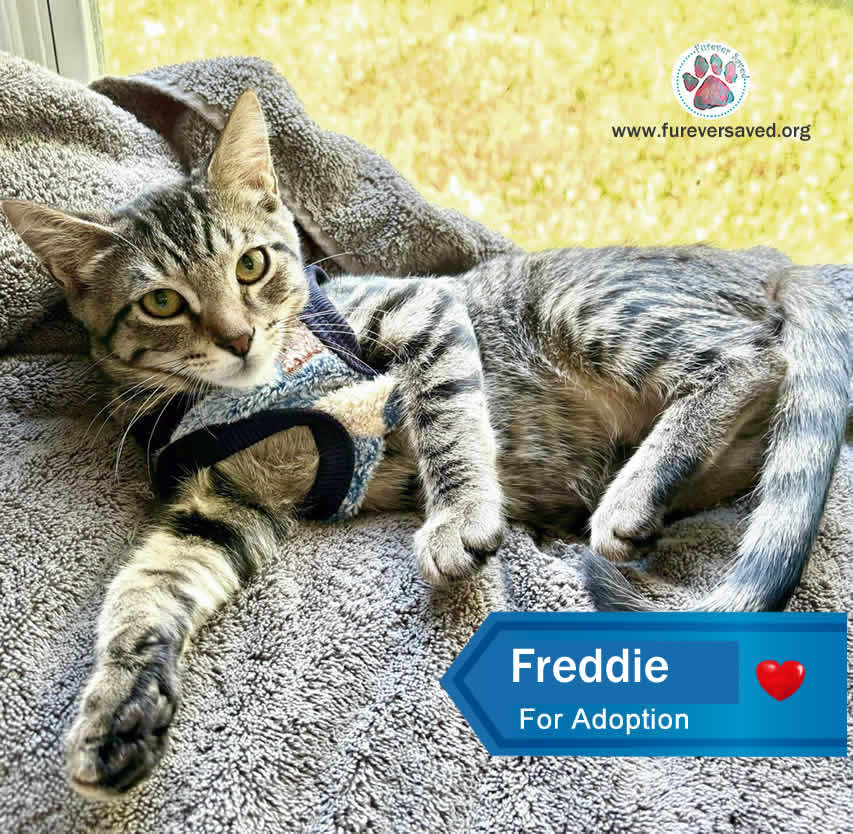 Freddie 2