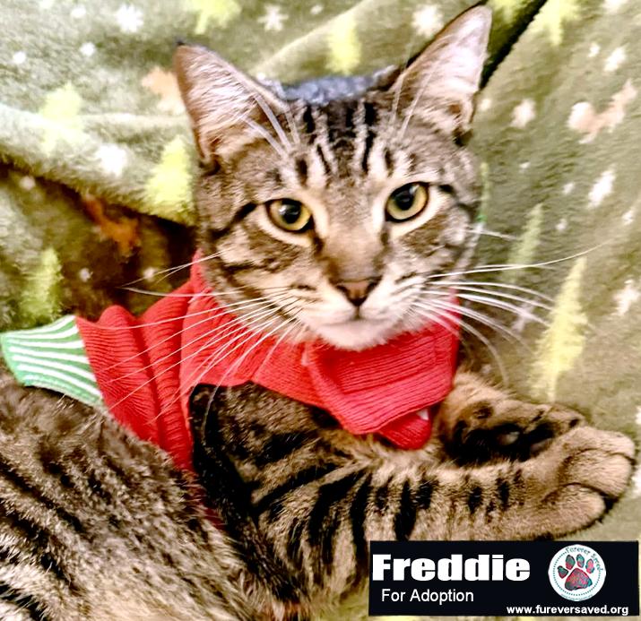 Freddie