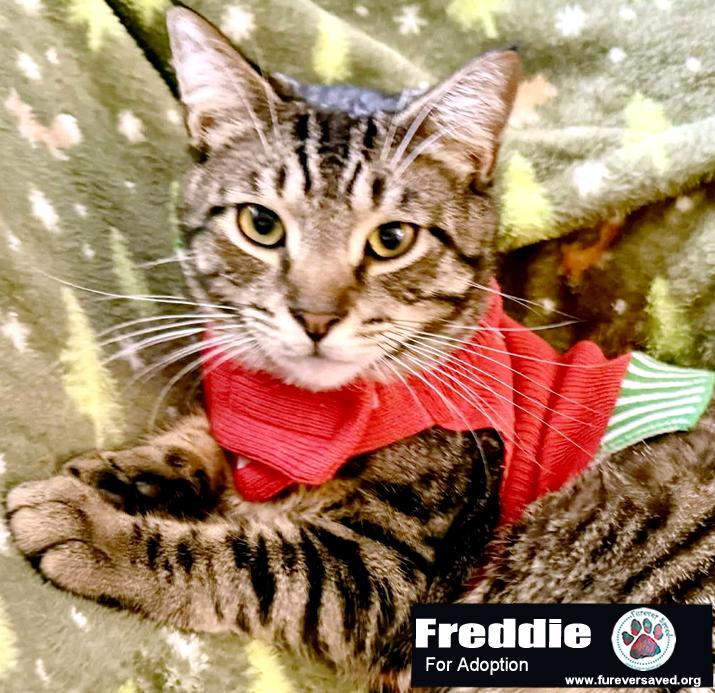 Freddie 6