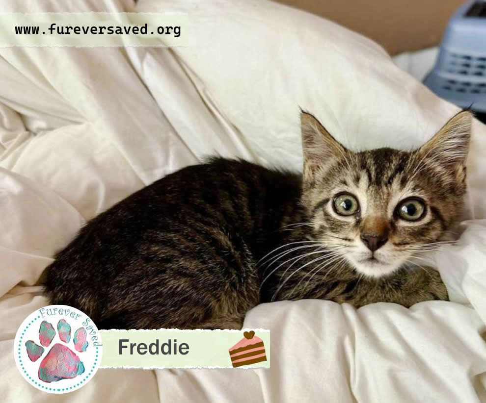 Freddie 3