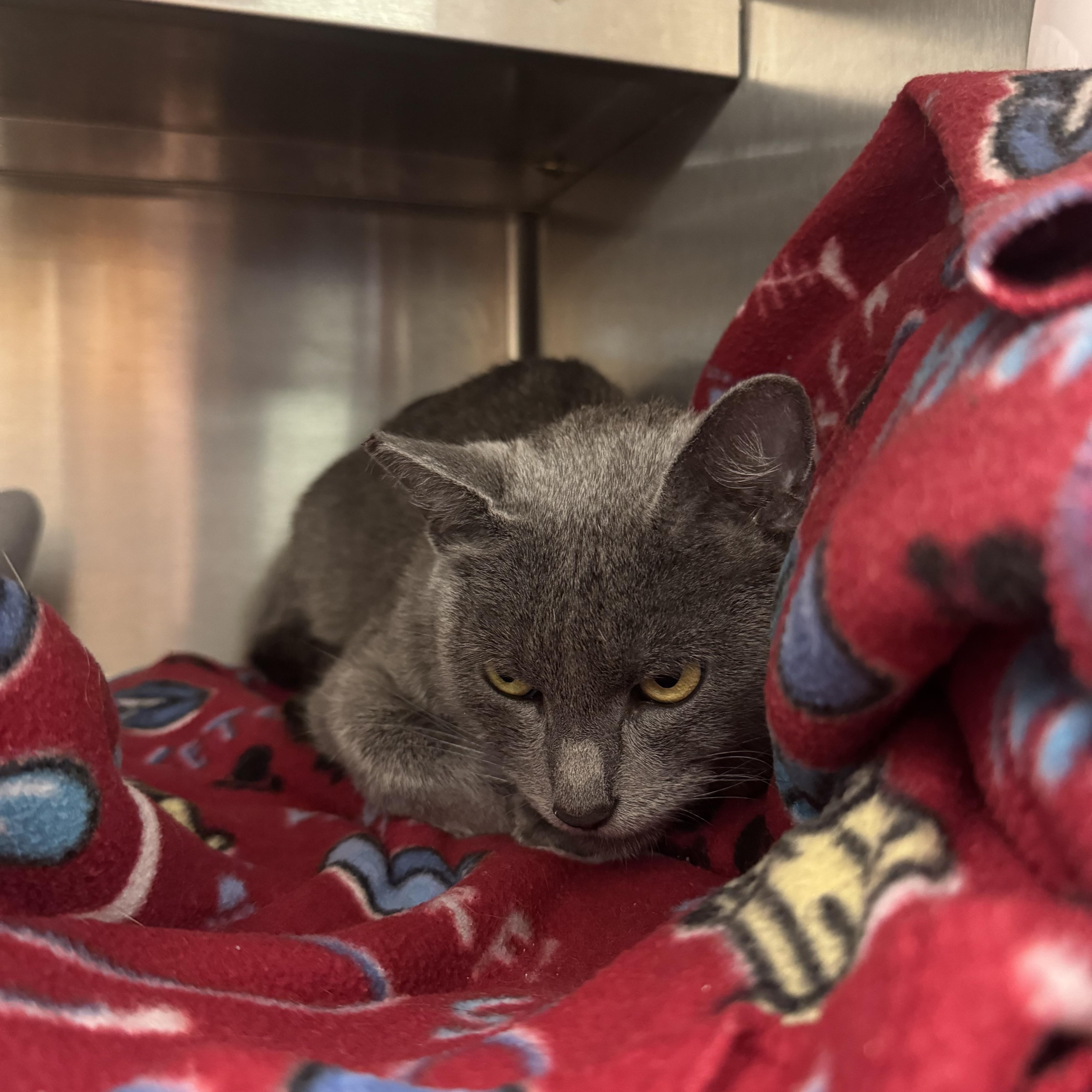 Enlarge Heidi, a ADOPTABLE Domestic Short Hair in Liberty, MO image 1/1