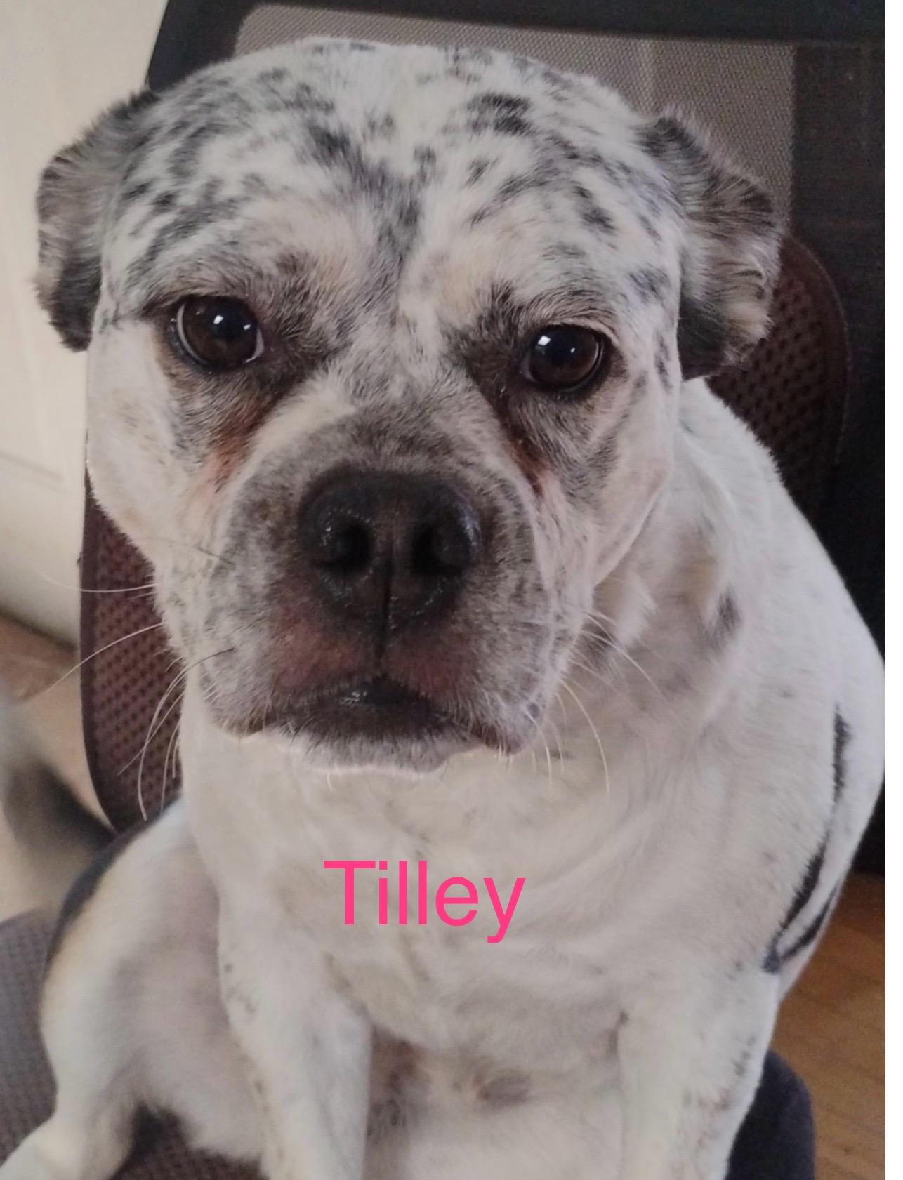 Tilley