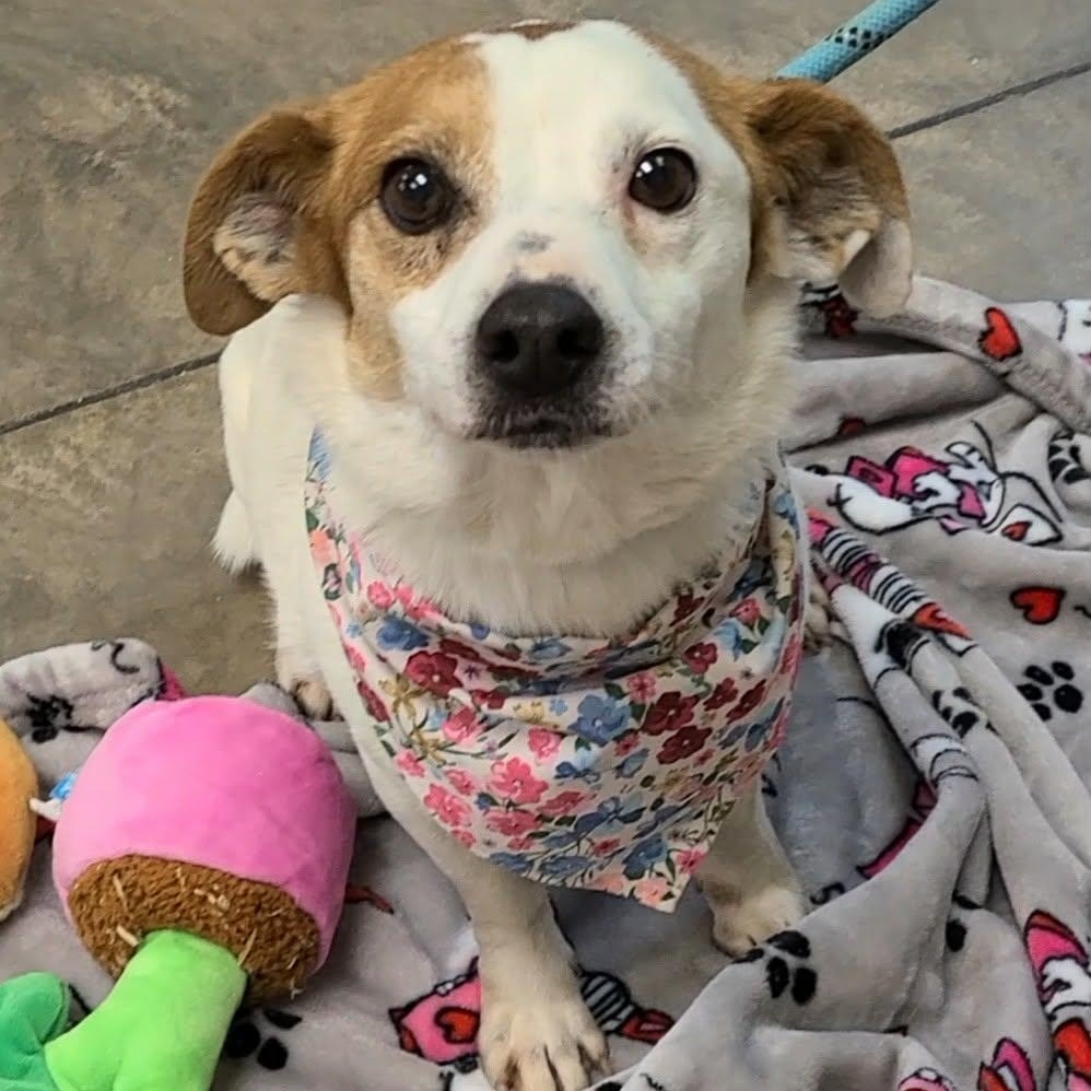 Enlarge Minnie, a ADOPTABLE mixed breed in Woolwich, ME image 1/4