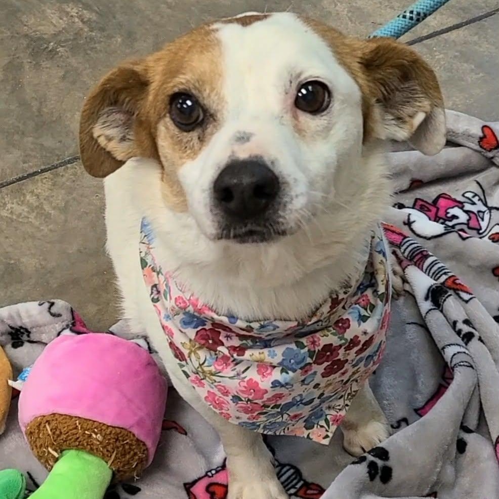 Enlarge Minnie, a ADOPTABLE mixed breed in Woolwich, ME image 2/4