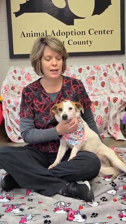 Enlarge Minnie, a ADOPTABLE mixed breed in Woolwich, ME video 4/4