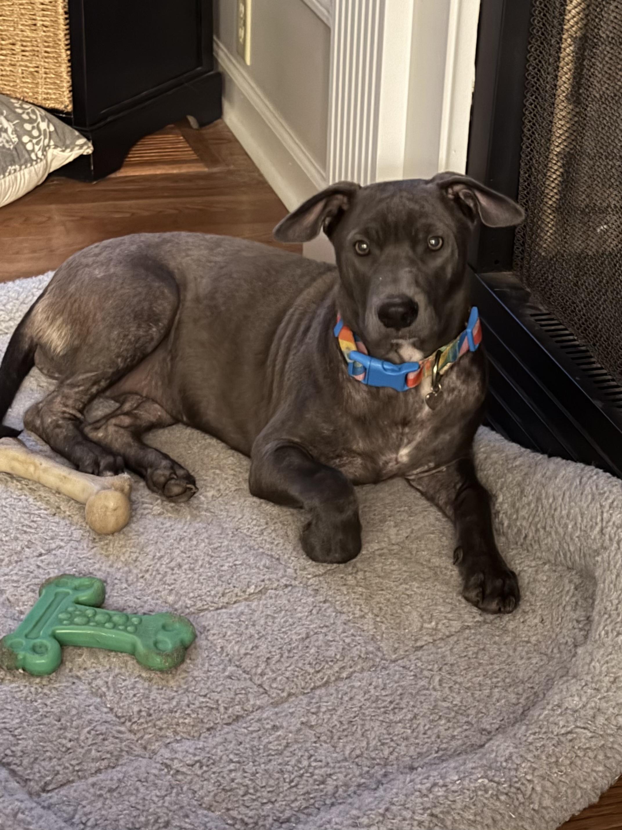 Enlarge Kiki, a Adoptable mixed breed in Douglas, GA image 2/3