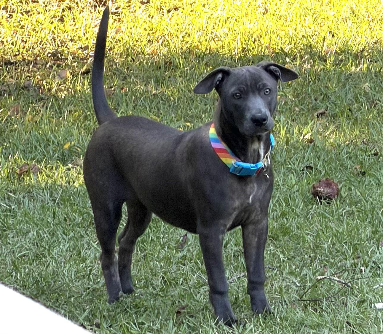 Enlarge Kiki, a Adoptable mixed breed in Douglas, GA image 3/3