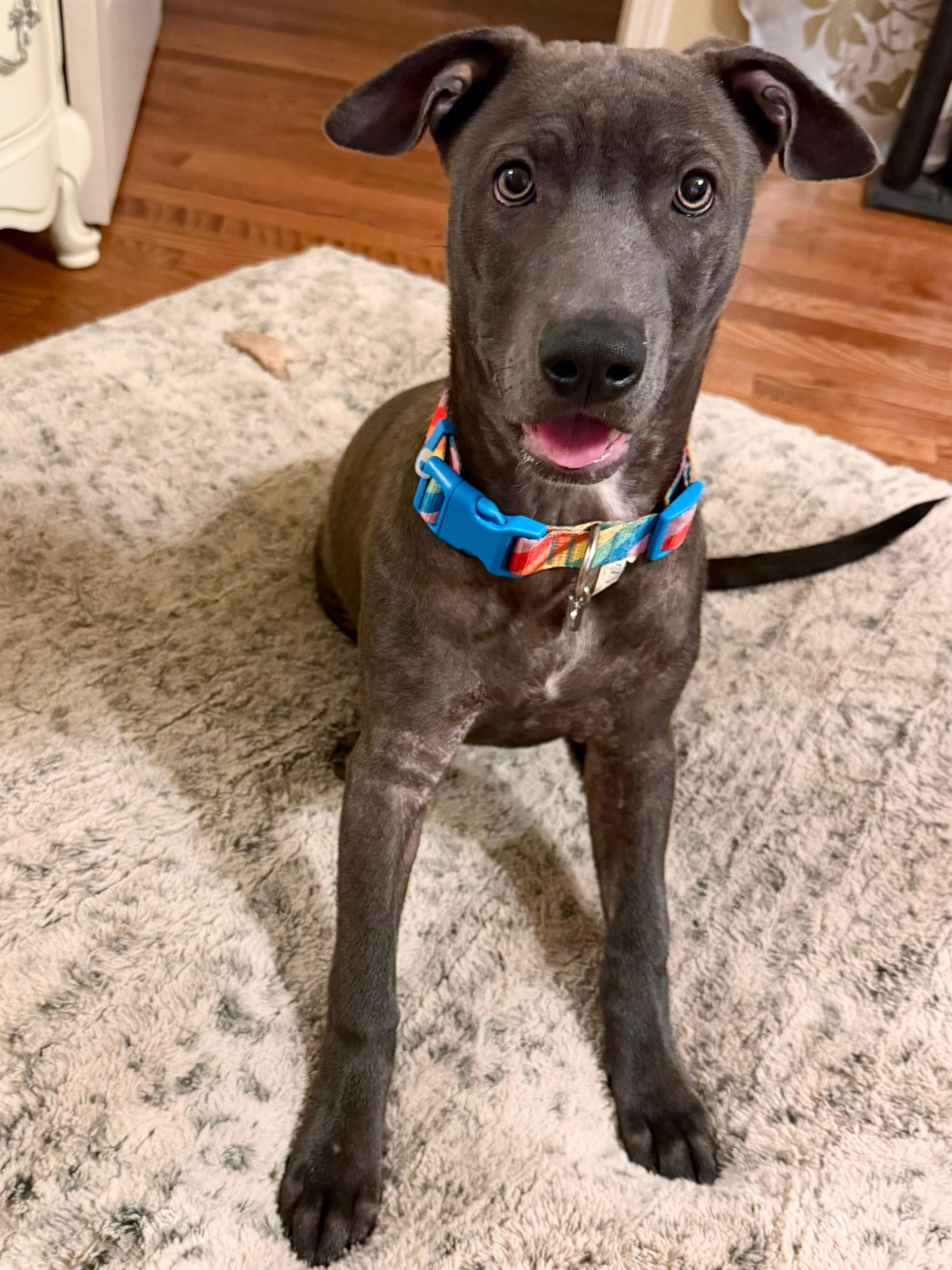 Enlarge Kiki, a Adoptable mixed breed in Douglas, GA image 1/3