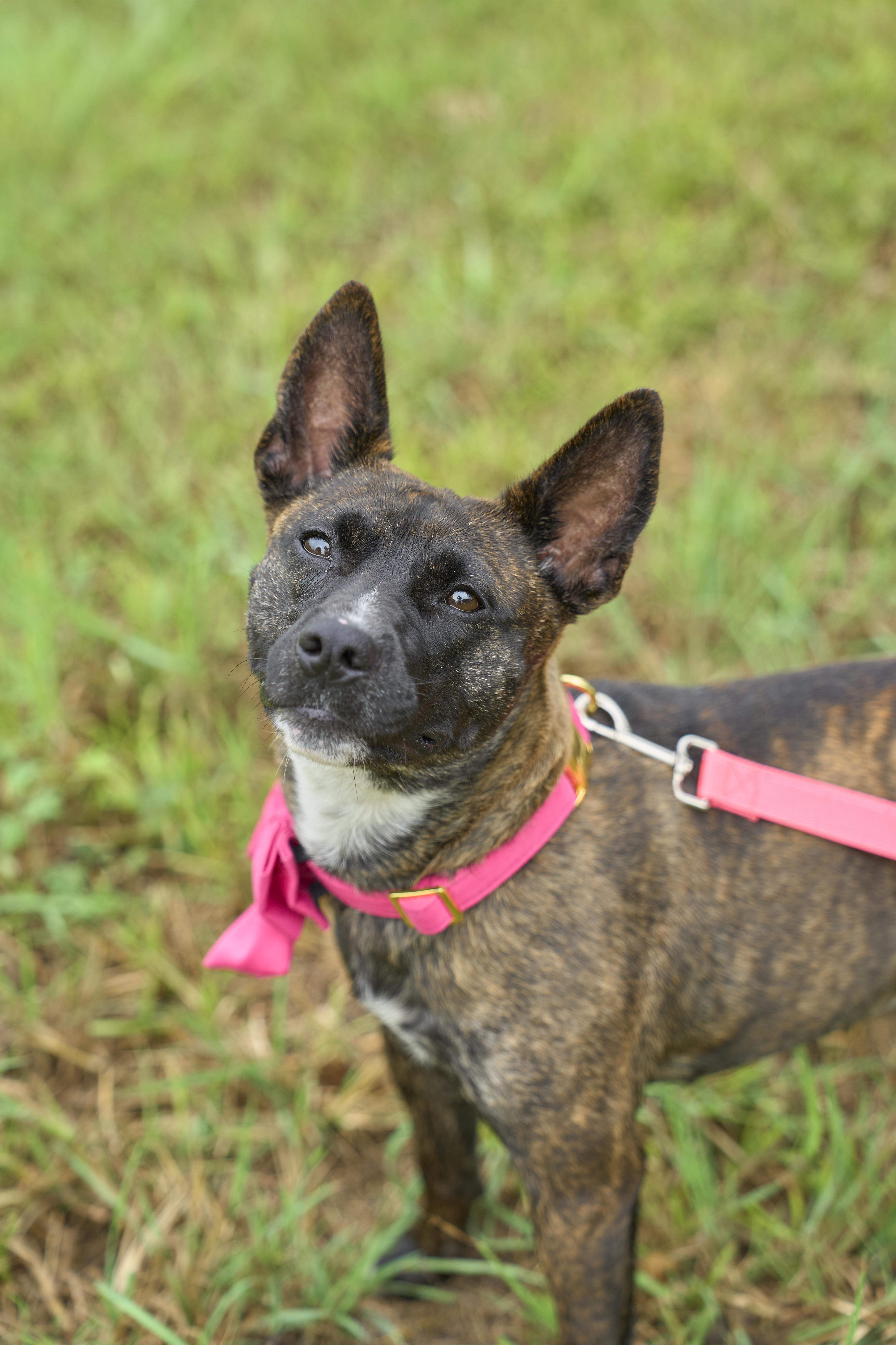 Enlarge Nubis, a Adoptable Australian Cattle Dog / Blue Heeler in Champaign, IL image 4/5