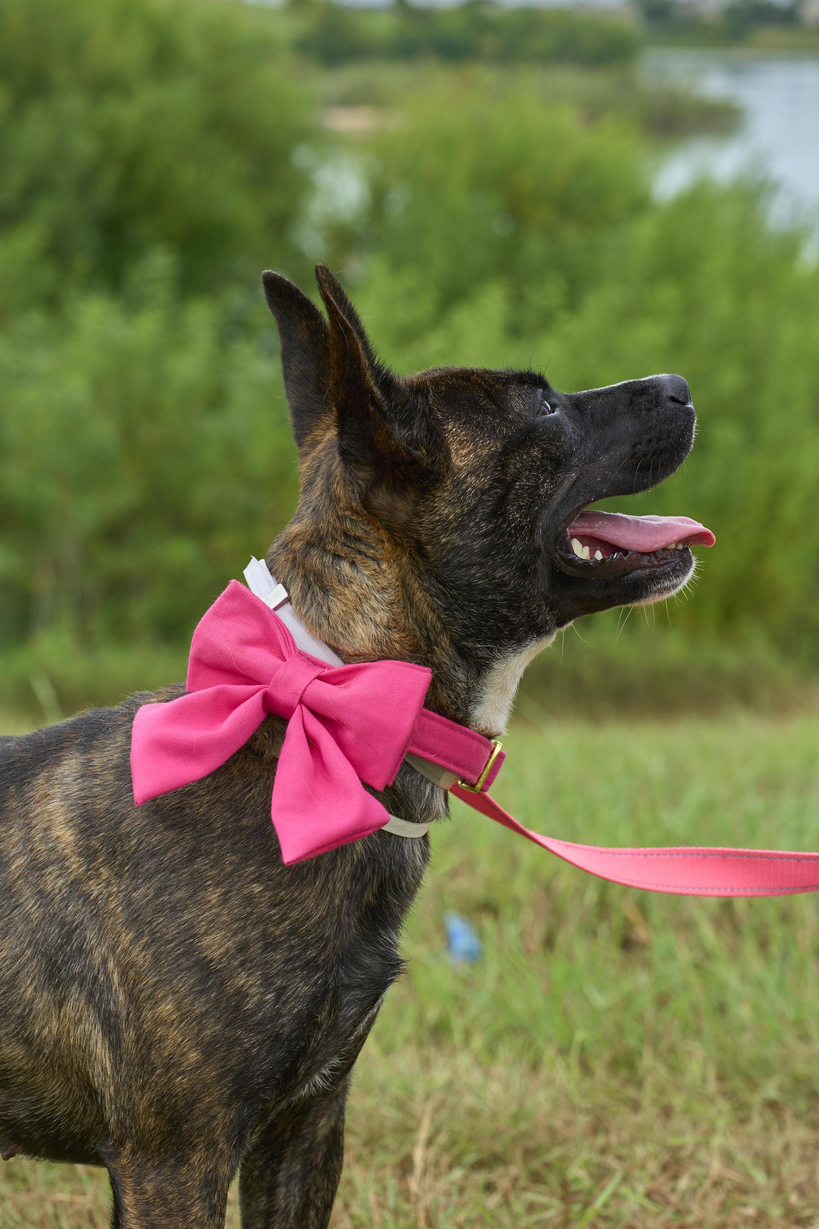 Enlarge Nubis, a Adoptable Australian Cattle Dog / Blue Heeler in Champaign, IL image 3/5