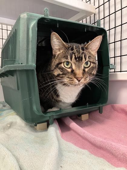 Max, Adoptable, Adult Male Domestic Short Hair & Domestic Short Hair.